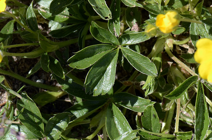 Potentilla aurea / Cinquefoglia fior d''oro